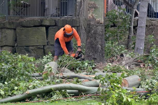 Best Commercial Tree Services  in Manche Village, CA